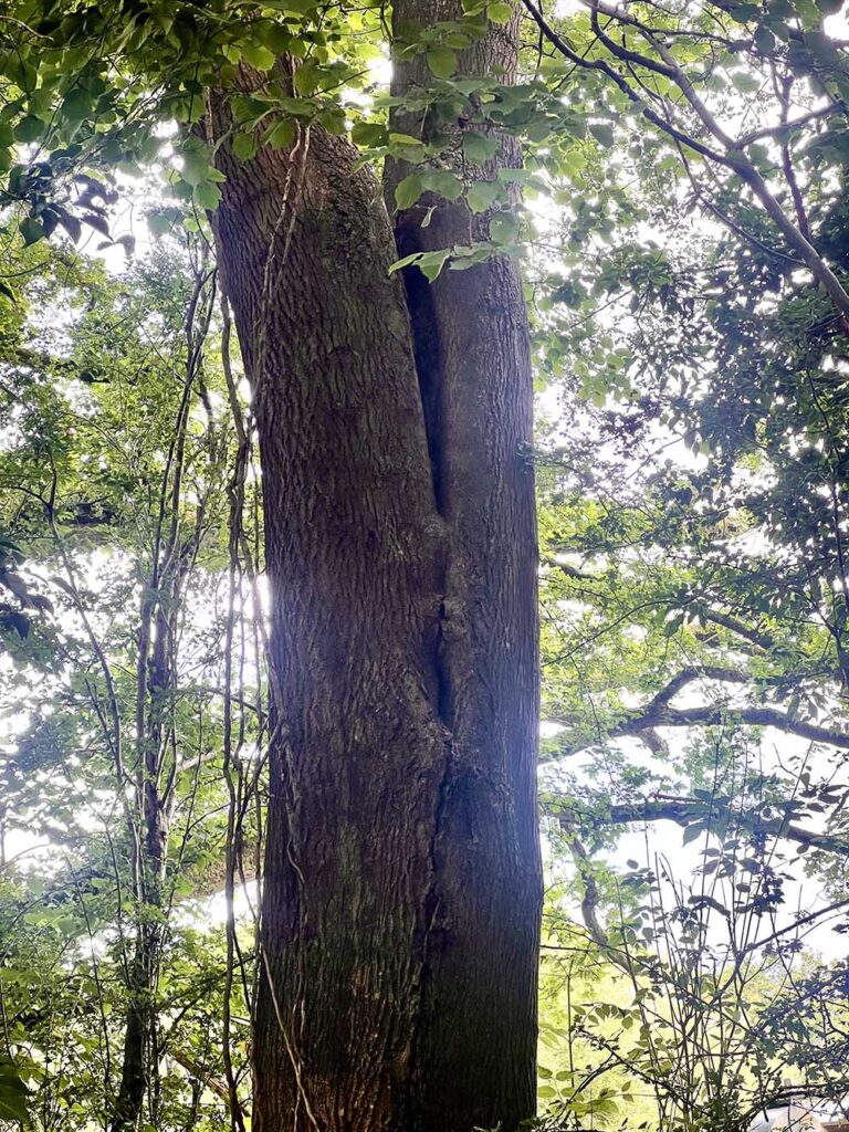 tree with ash dieback