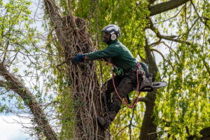 ANB tree surgeon